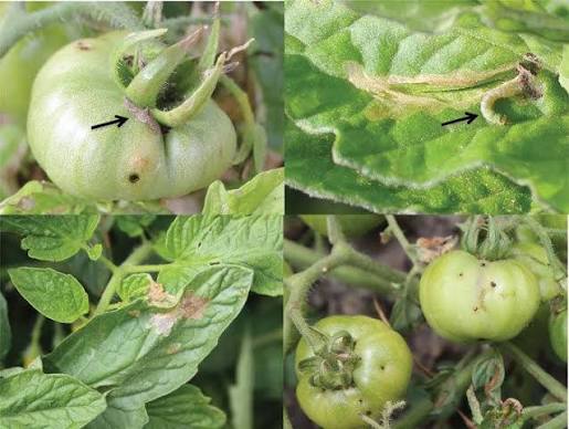 Common Tomato Plant Pests