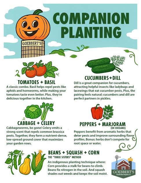 Why this matters for healthy tomato plants