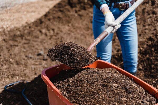 Composted Manure for Tomatoes Composted Manure for Tomatoes