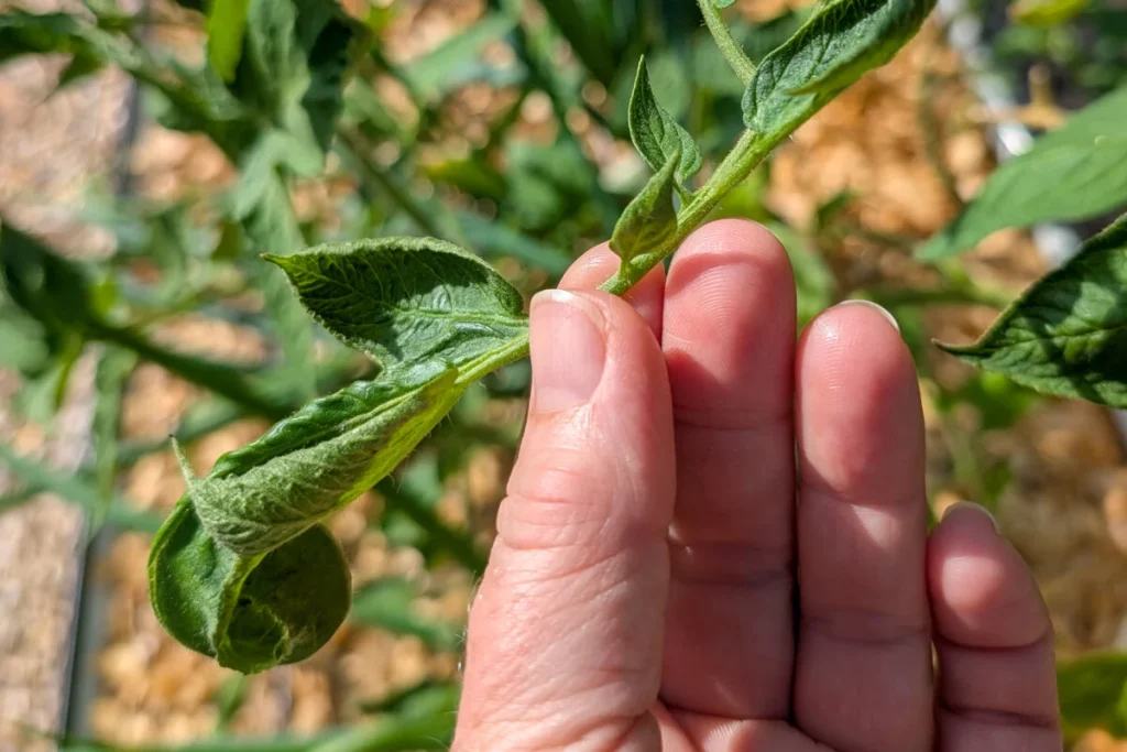 Curled Tomato Leaves