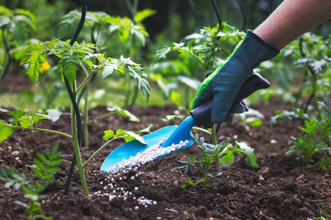 When to Use "Fertilizer" (Dry Granulars and Spikes)