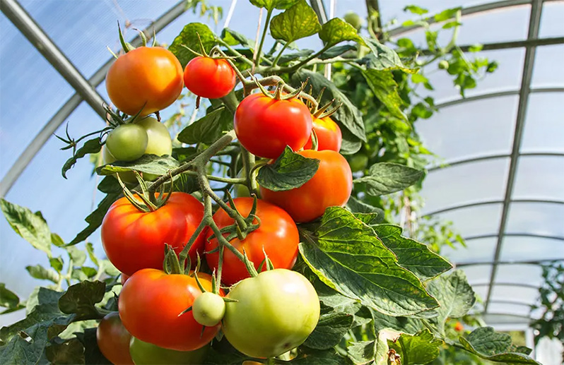 Tomato Fertilizer: The Ultimate and Complete Guide to Feeding for a Massive Harvest