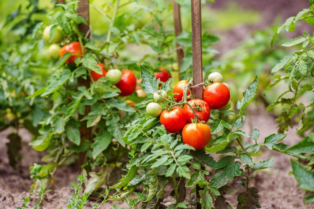 Propagating Tomatoes - Growing Cuttings in Water or Soil