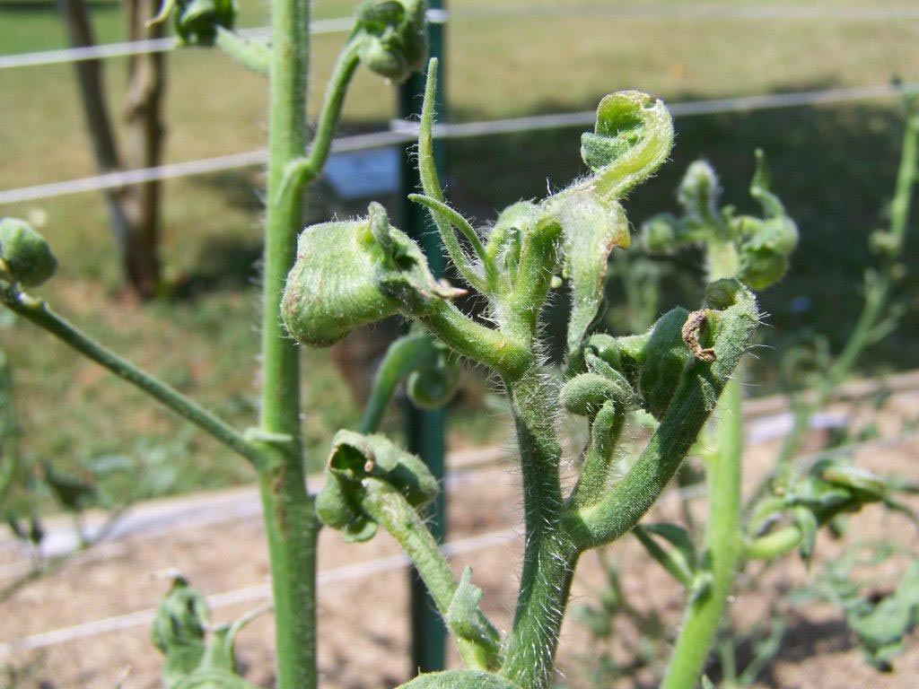 Tomatoes are very sensitive to herbicides