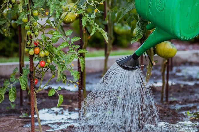How to Care for Tomatoes