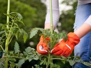 How to Care for Tomatoes