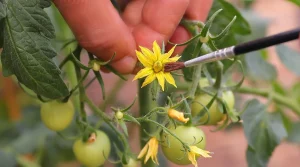 How to Hand Pollinate Tomatoes in Your Garden