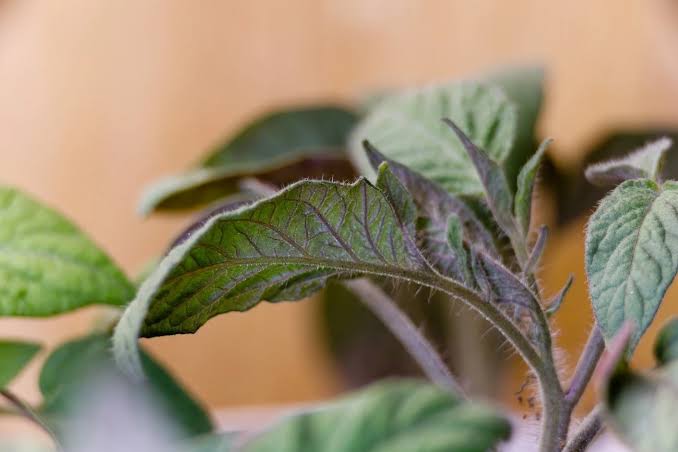 Identifying Phosphorus Deficiency Tomatoes Identifying Phosphorus Deficiency Tomatoes