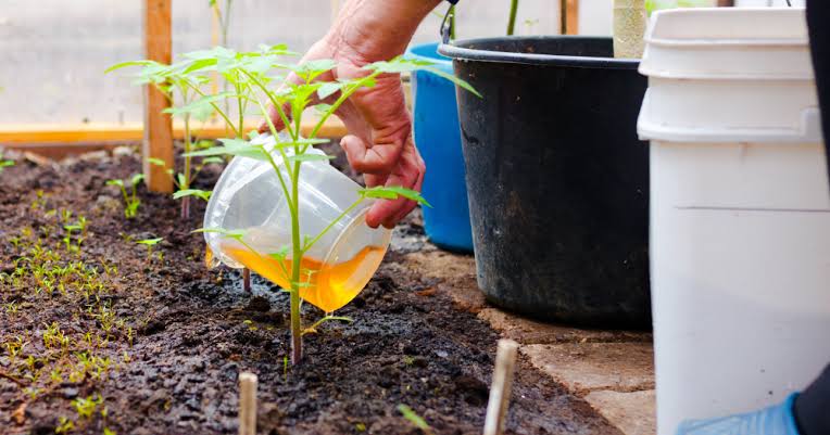 Make Compost Tea Fertilizer Make Compost Tea Fertilizer