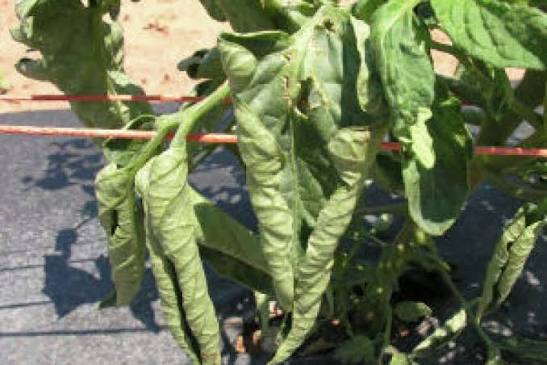 Physiological Leaf Roll