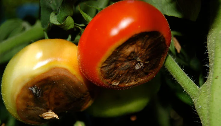Prevent Blossom End Rot Tomato Diseases and Problems