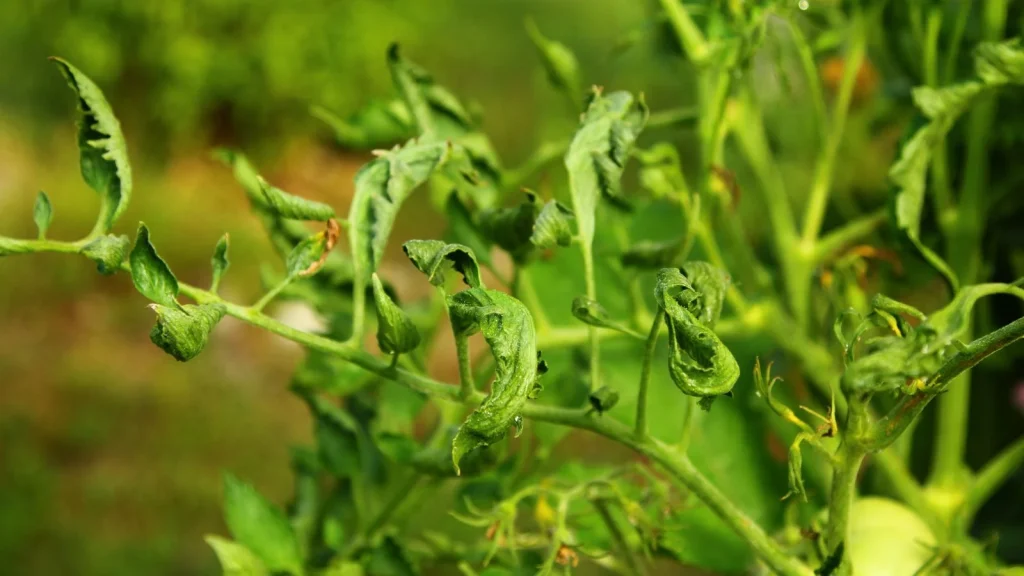 Tomato Leaf Curl: What it is and How to Fix it