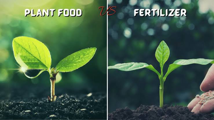 Tomato Plant Food vs. Fertilizer: What's the Difference?