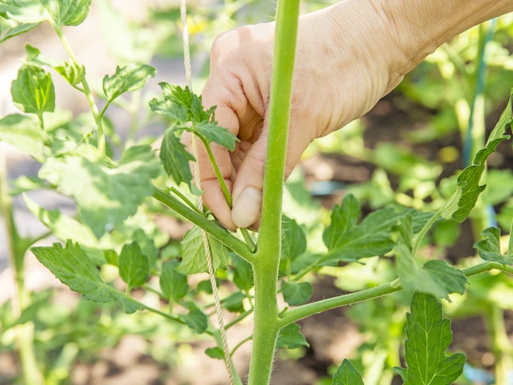 Tomato Plant Suckers: What Are Suckers On A Tomato Plant 