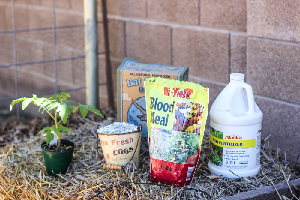Using Blood Meal for Tomatoes