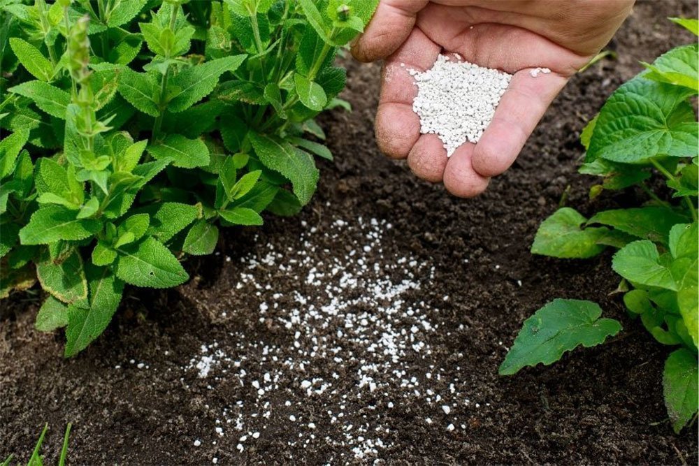 What You Need To Know About Fertilizing Outdoor Plants
