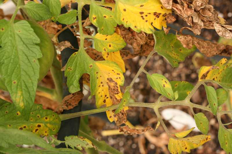 Why Are My Tomato Leaves Turning Yellow