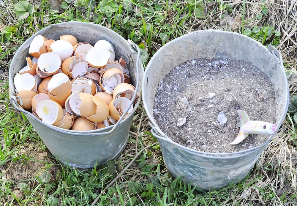 Crushed Eggshells for Calcium Crushed Eggshells for Calcium