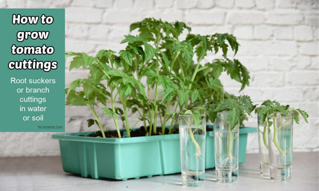 Propagating Tomatoes - Growing Cuttings in Water or Soil