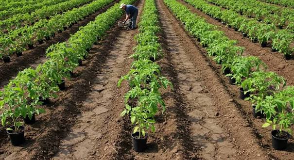 How Far Apart to Plant Tomatoes