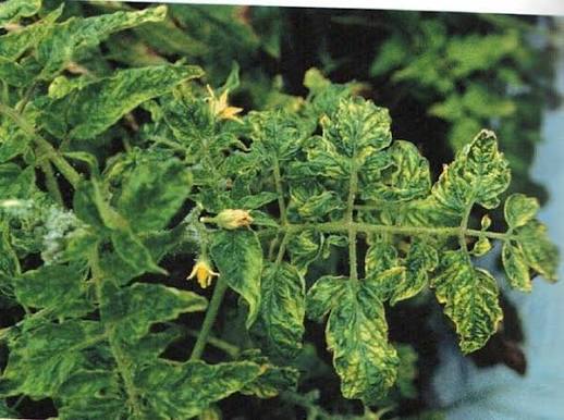 Tomato Yellow Leaf Curl Virus