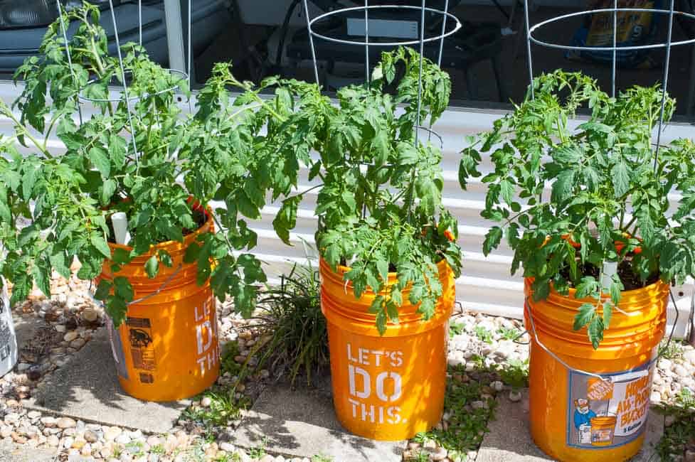 Growing Tomatoes in 5-Gallon Buckets Growing Tomatoes in 5-Gallon Buckets
