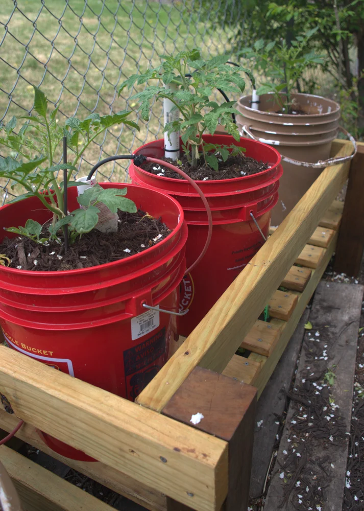 How to grow tomatoes in a five-gallon bucket How to grow tomatoes in a five-gallon bucket