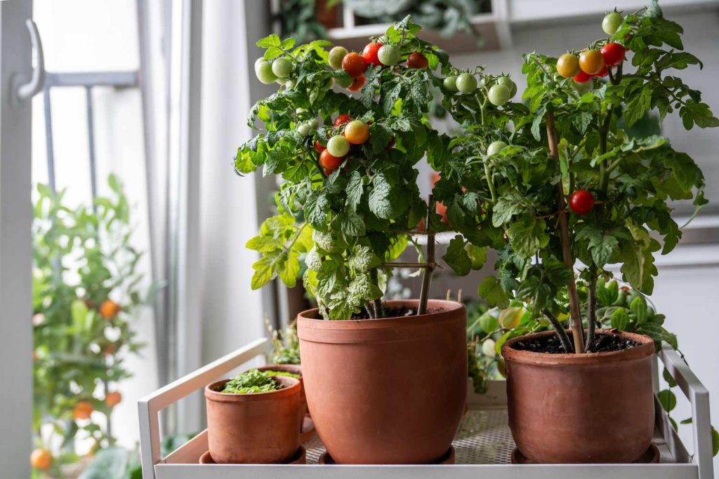 Growing Tomatoes From Seed & Starting Indoors Growing Tomatoes From Seed & Starting Indoors
