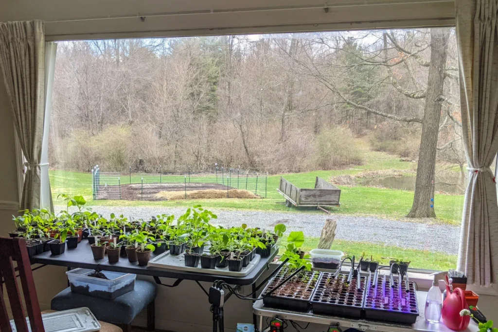 Growing Tomatoes From Seed & Starting Indoors Growing Tomatoes From Seed & Starting Indoors