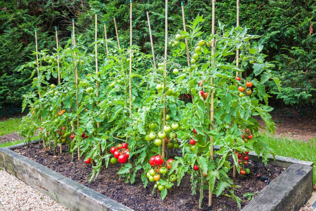 How to Grow Your Own Tomatoes How to Grow Your Own Tomatoes