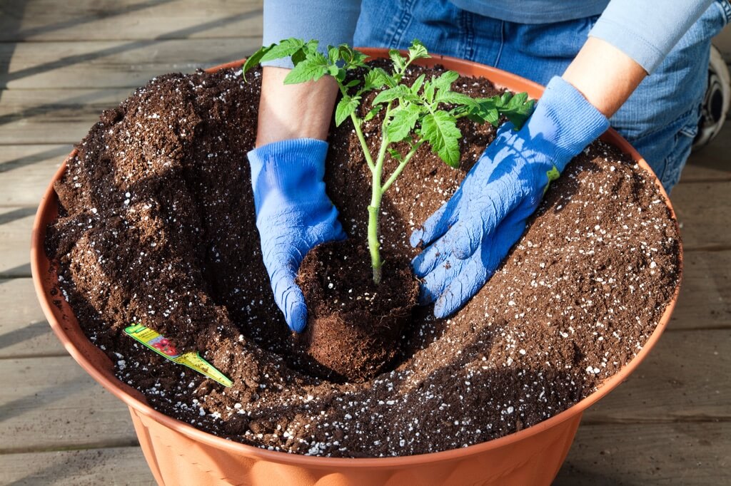 How to Grow Your Own Tomatoes How to Grow Your Own Tomatoes