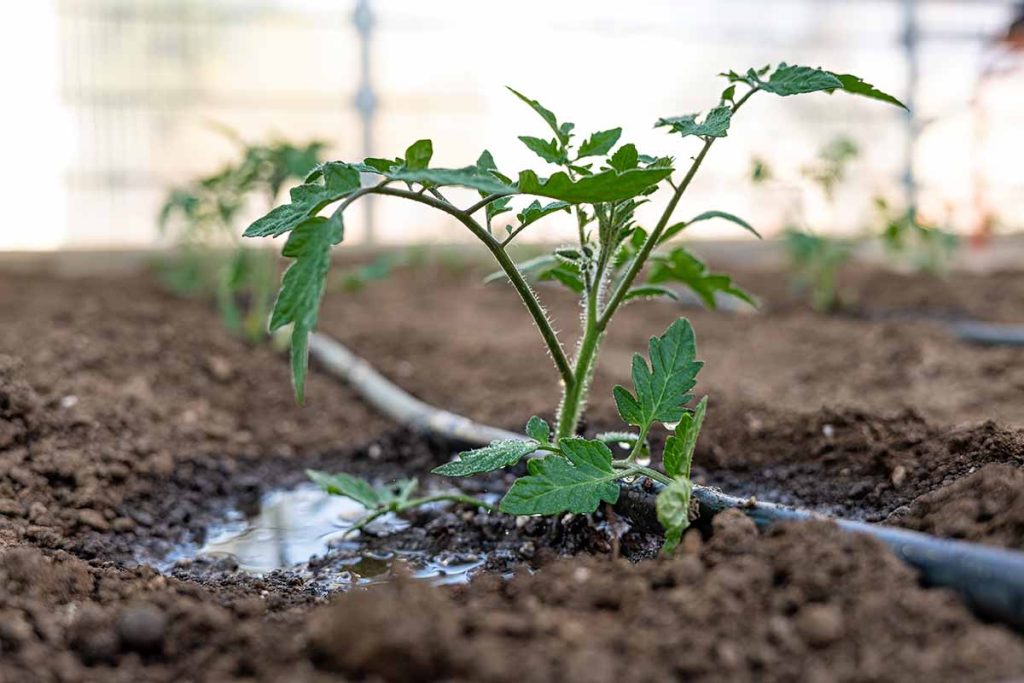 How Often Do You Water Tomato Plants How Often Do You Water Tomato Plants