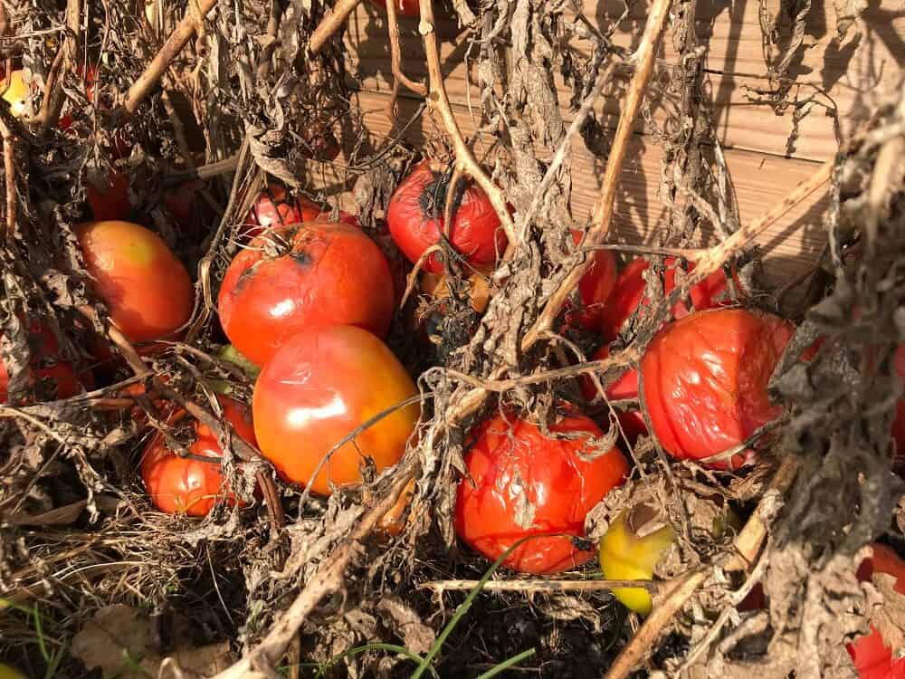 What to Do With Tomato Plants In Winter