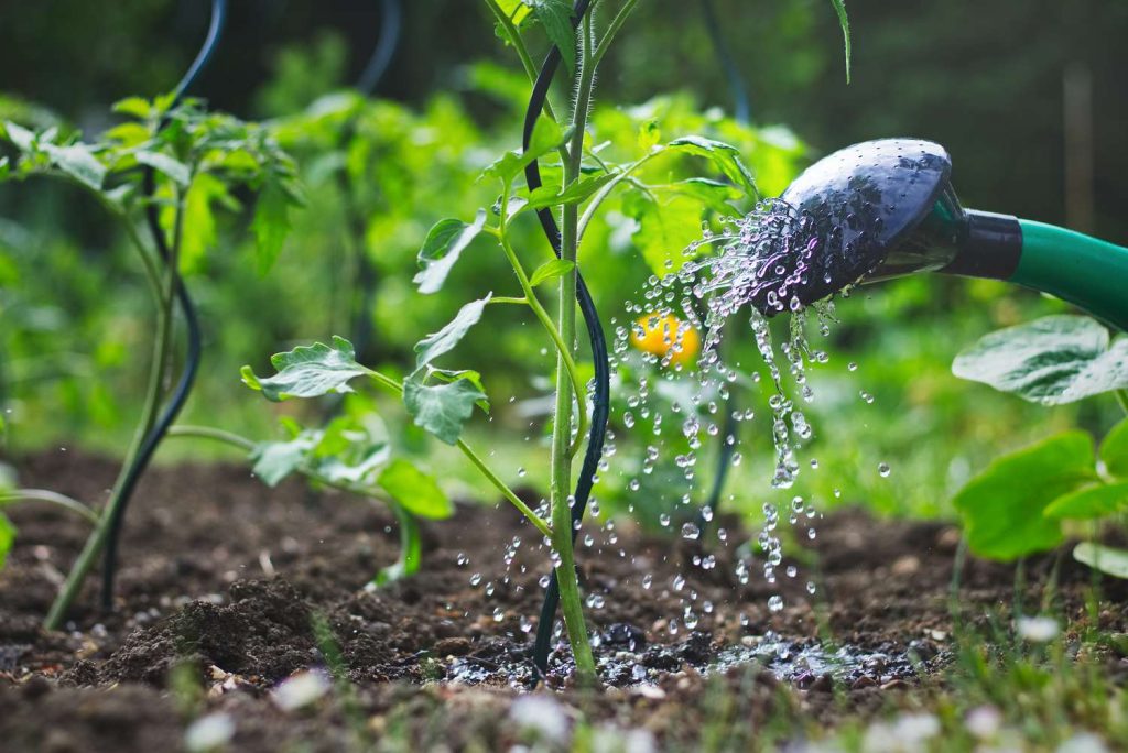 How Often Do You Water Tomato Plants How Often Do You Water Tomato Plants