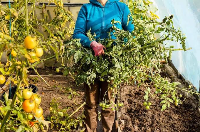 Protecting Tomato Plants From Frost, Deer & Pests