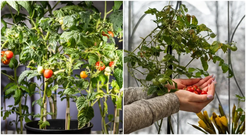 What to Do With Tomato Plants In Winter