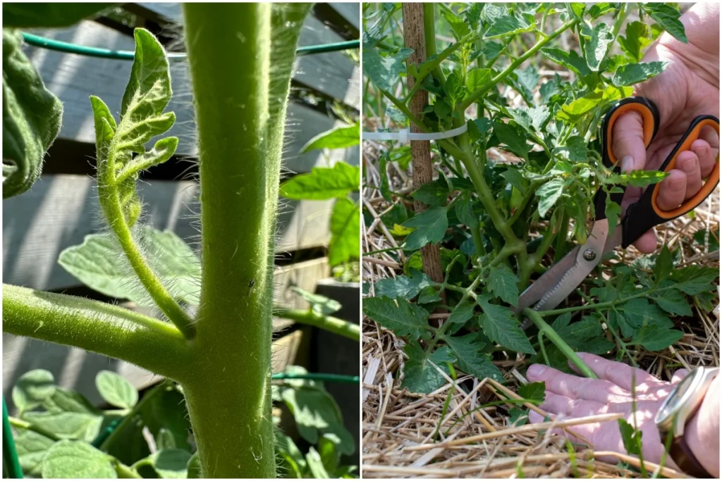 Pruning Tomato Plants: A How-To Guide